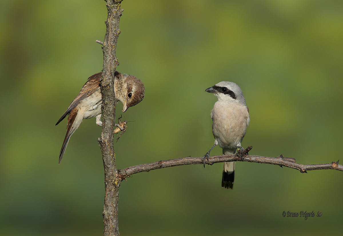 male to have her with small
