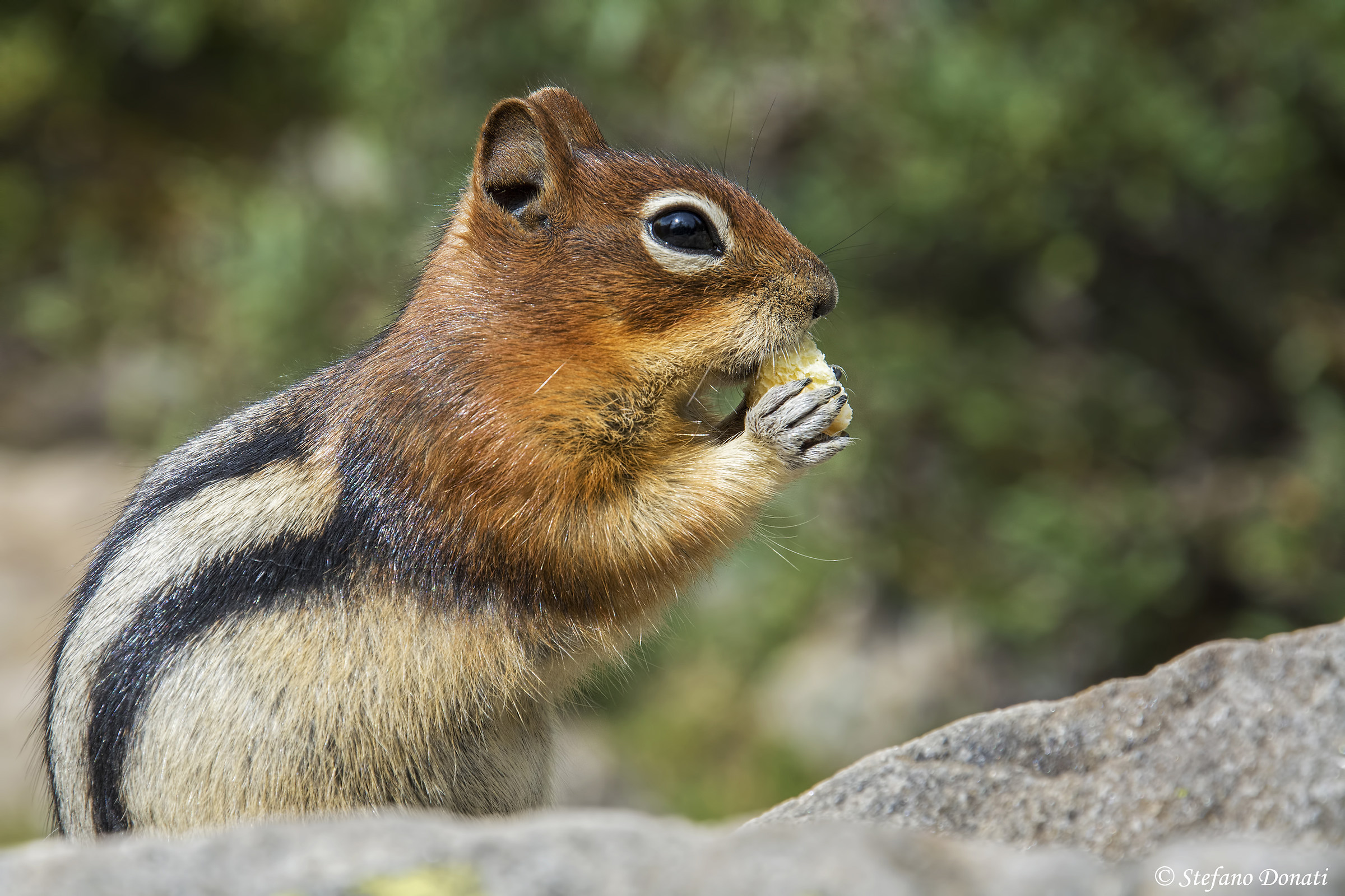 Chipmunk