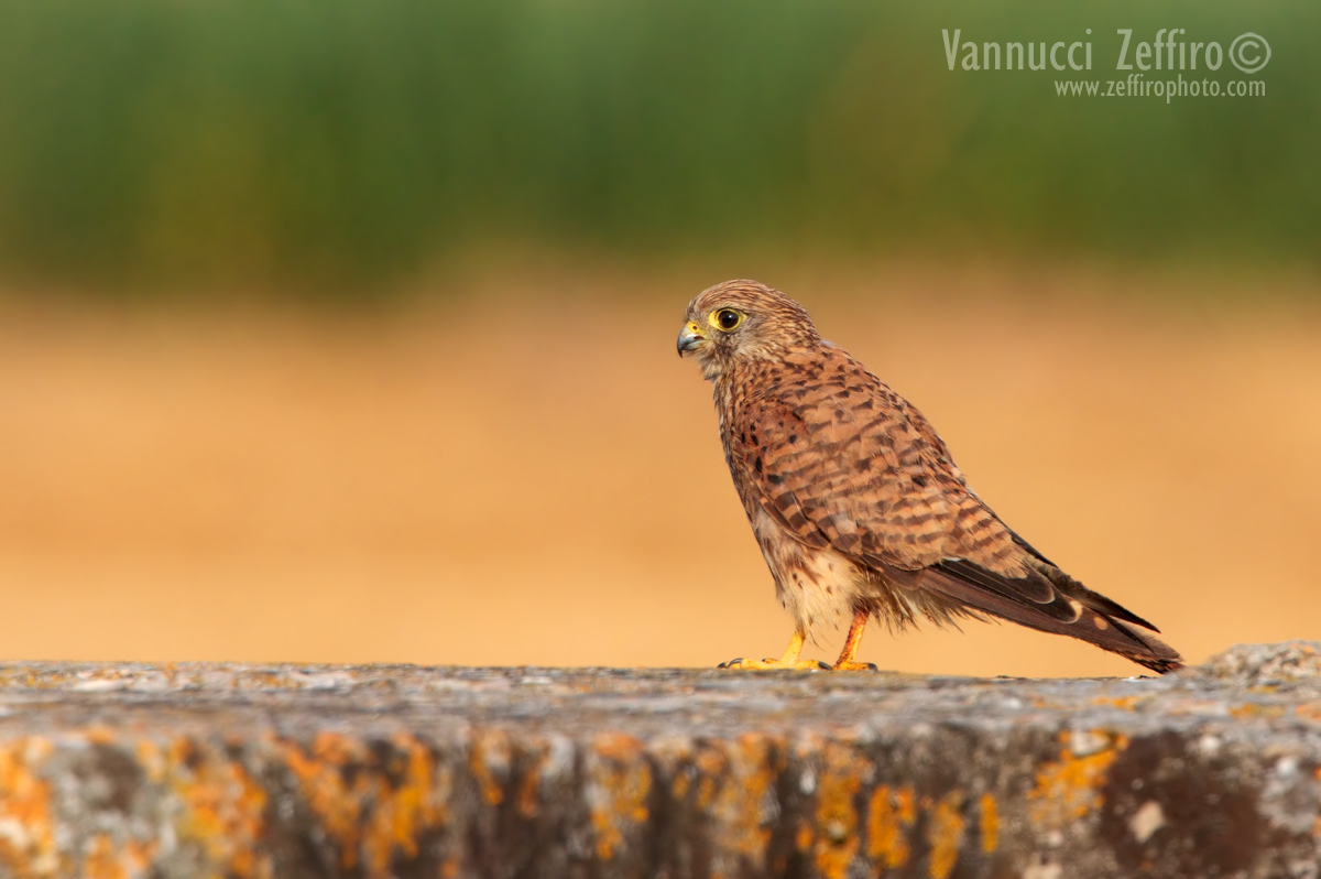 giovane gheppio  kestrel