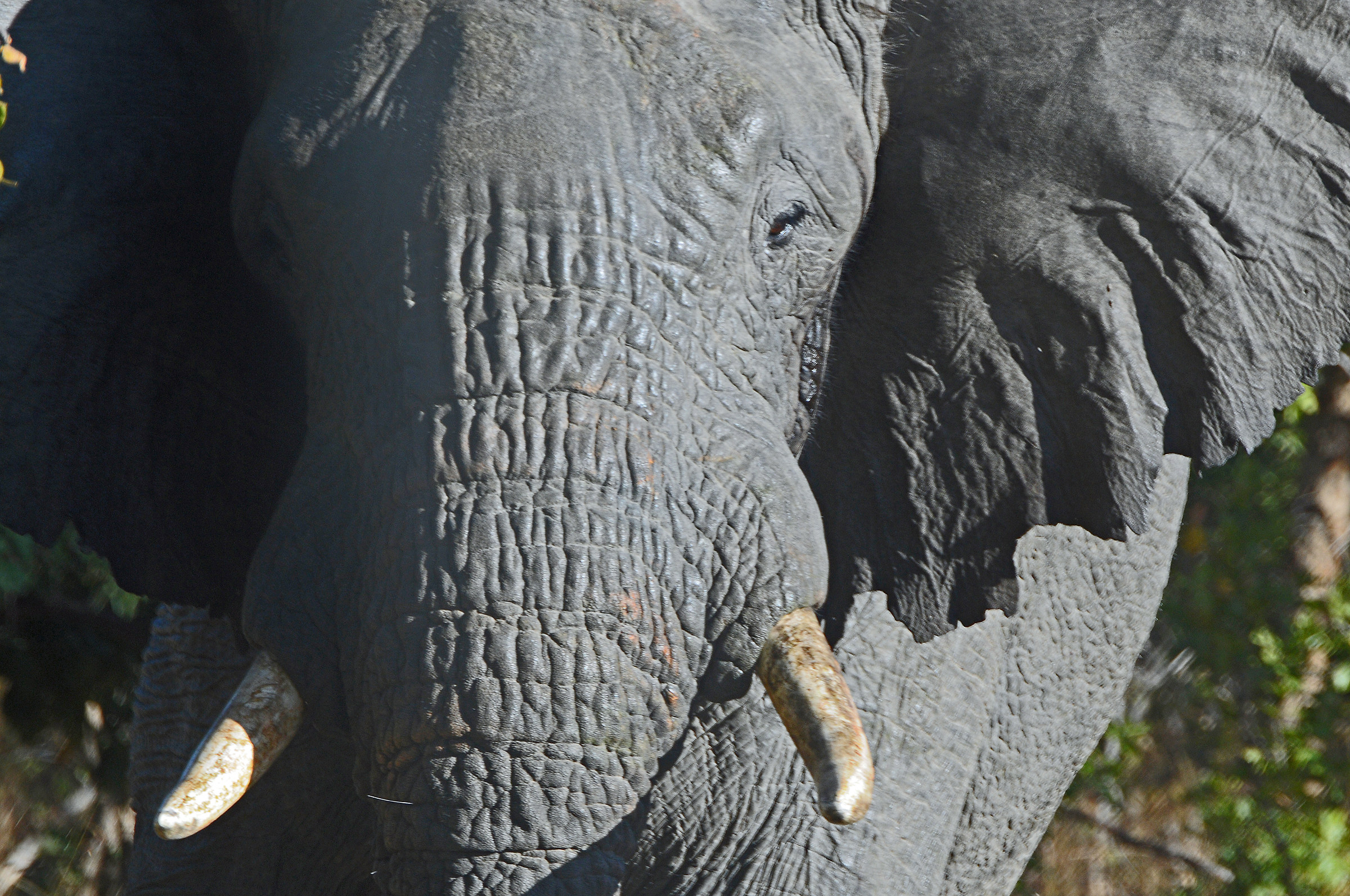 elephant close-up