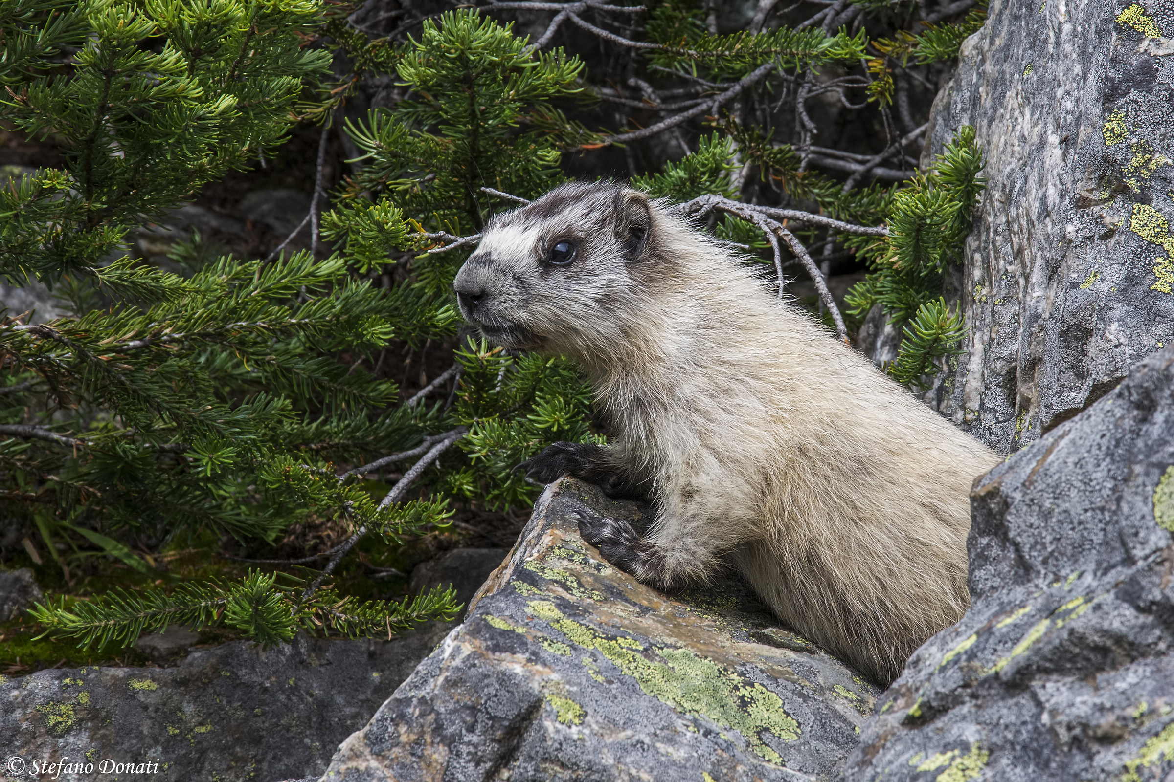 Hoary Marmot