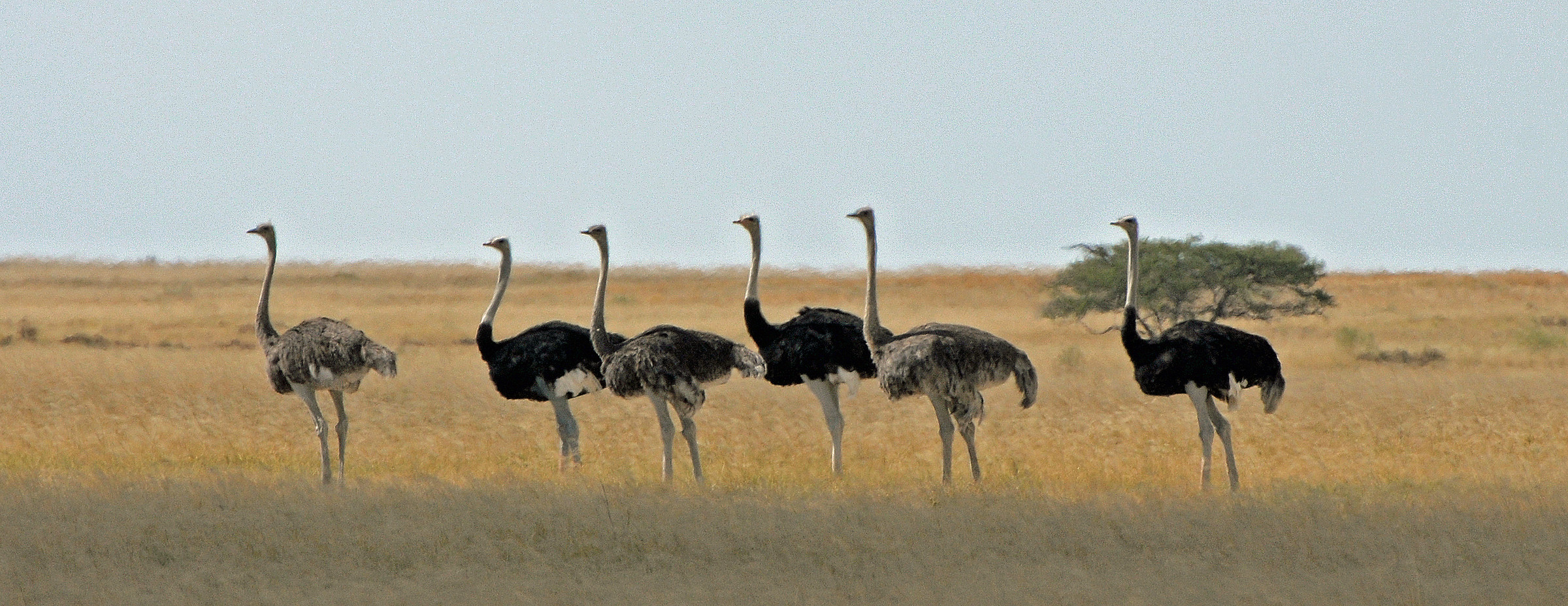 ostriches