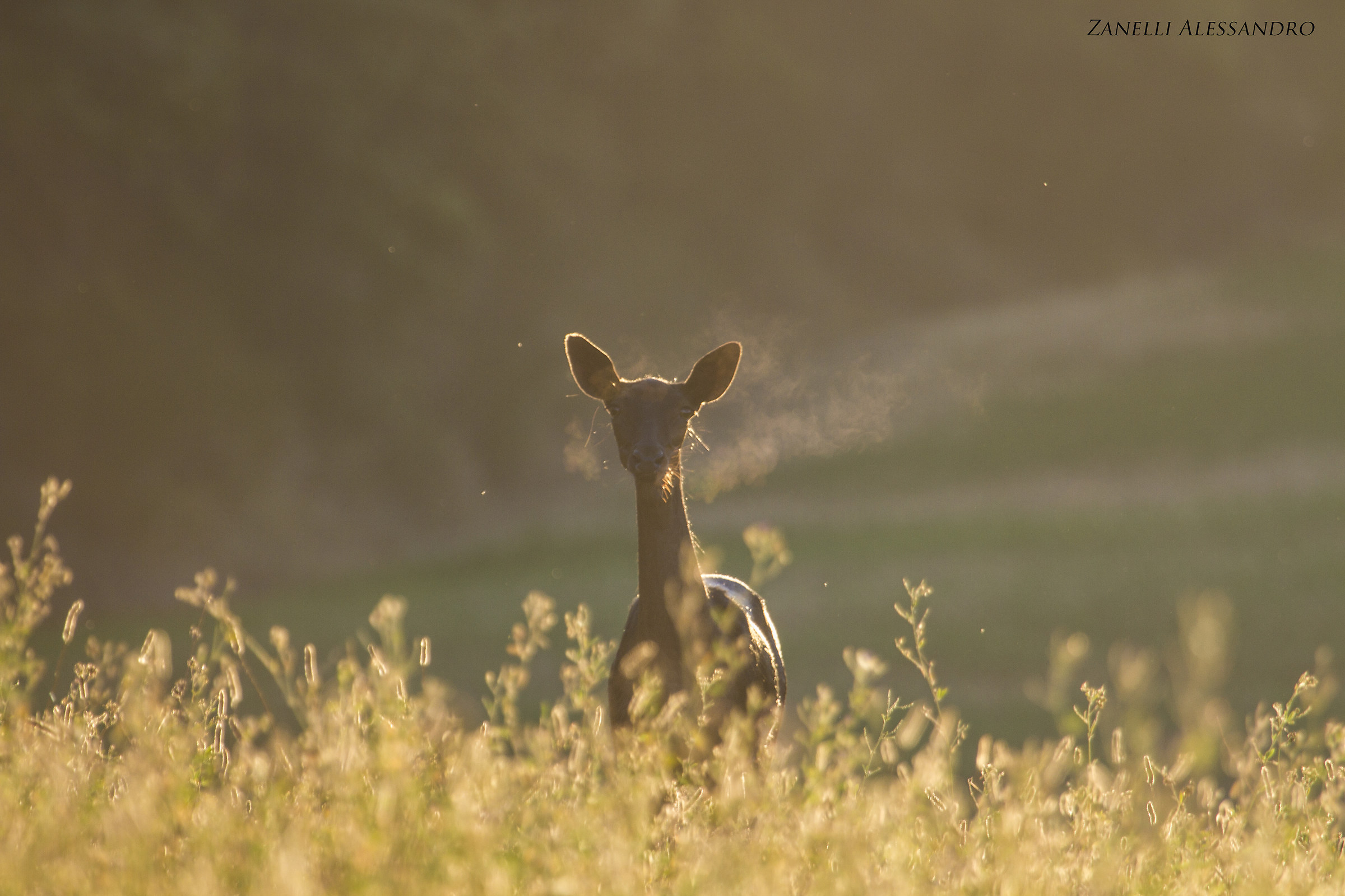 "The early bird gets the smoke in the mouth"