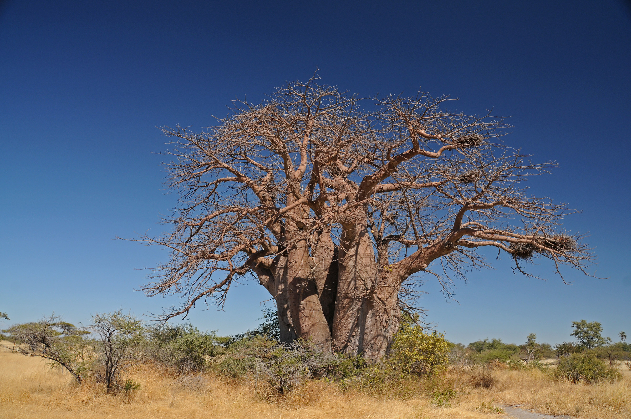 Green's baobab