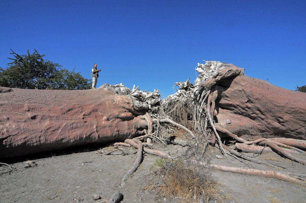 Chapman's baobab