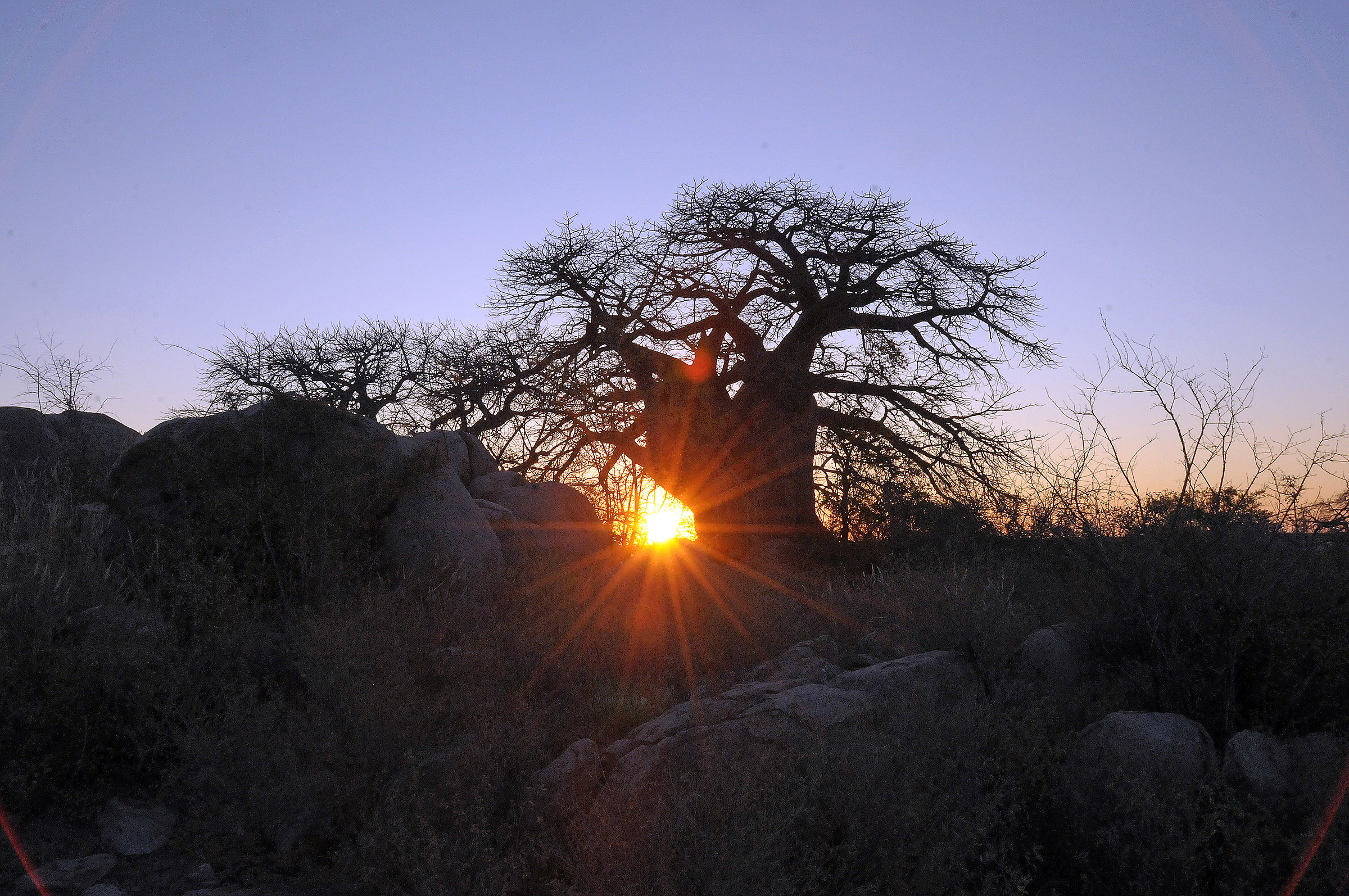 baobab at Kubu island tramonto-