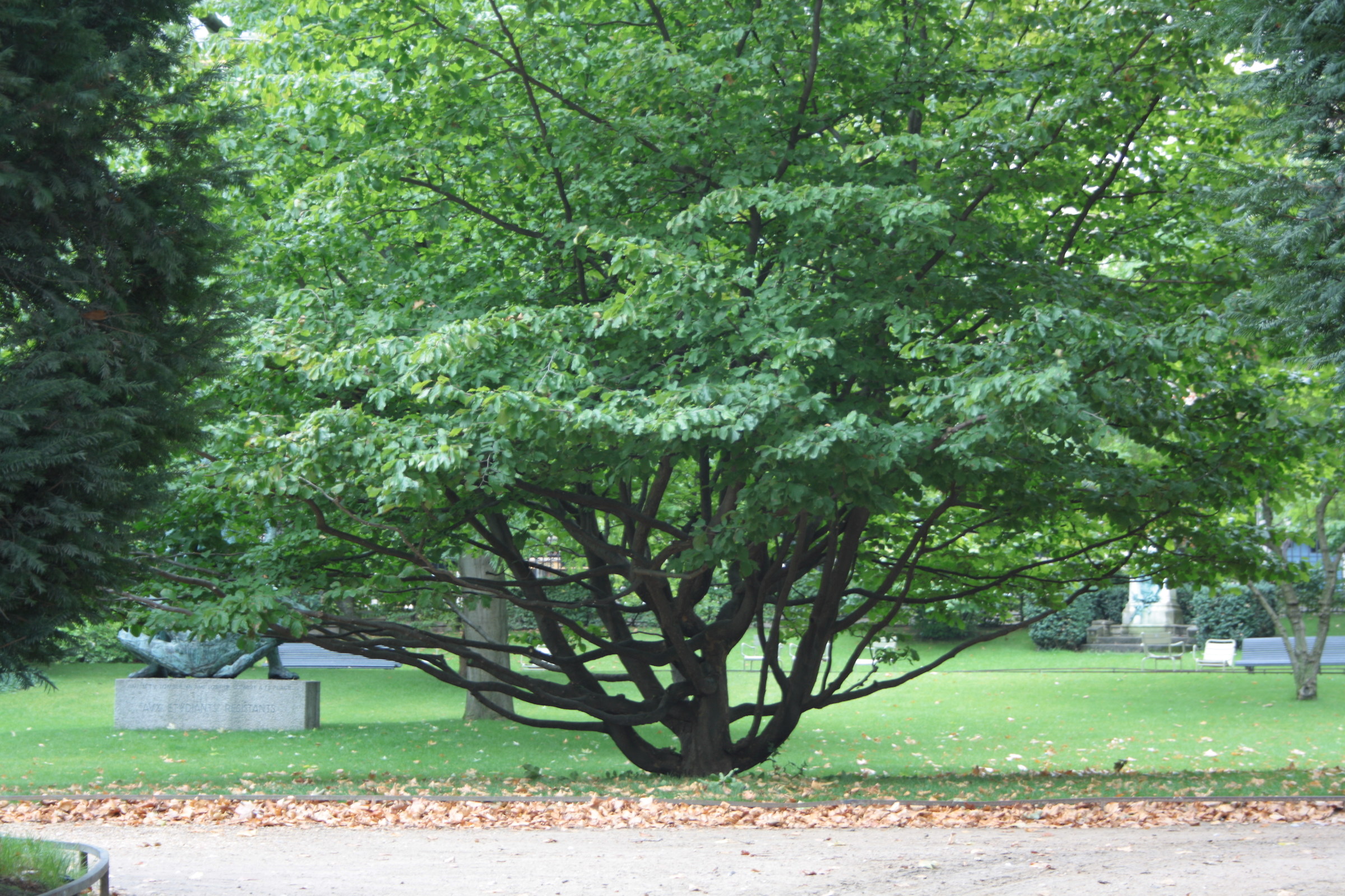 Albero c/o Jardin du Luxembourg a Parigi