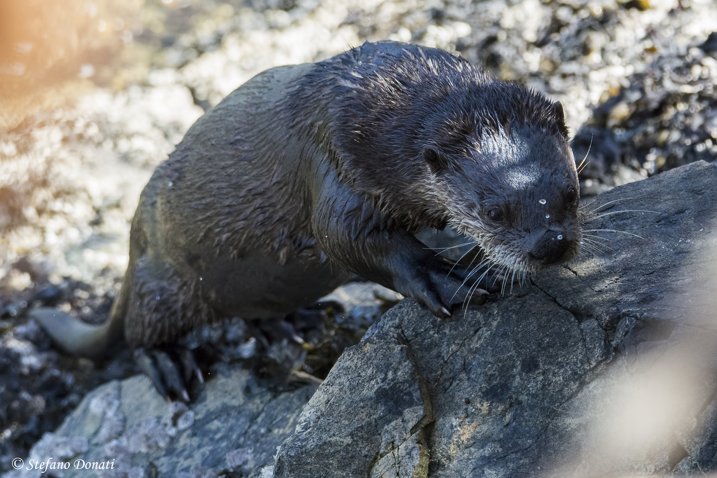 River Otter