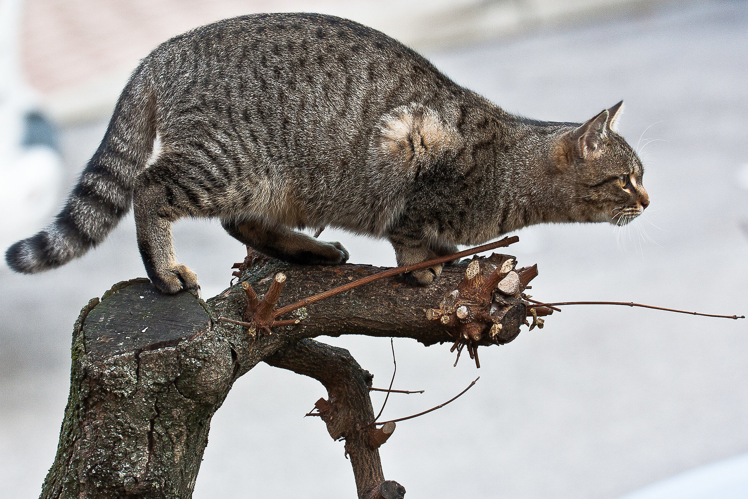 punto di osservazione