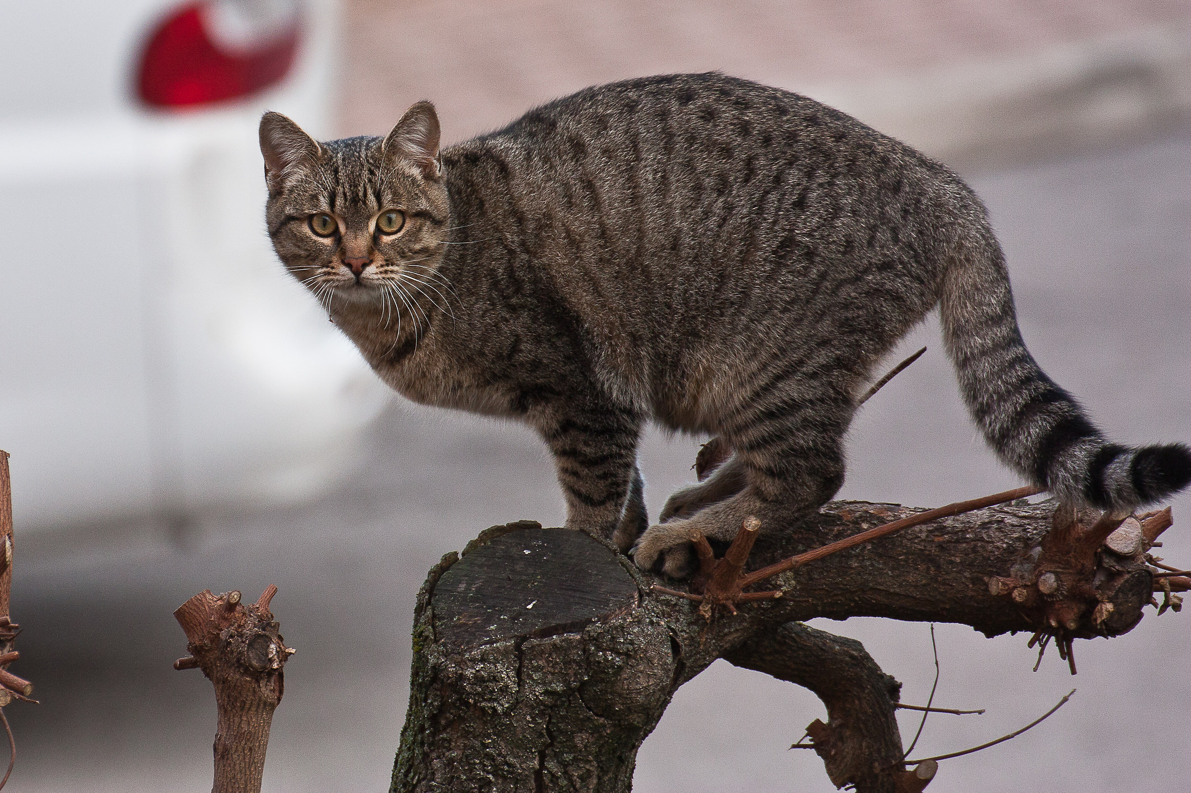 e adesso chi scende da qua ?