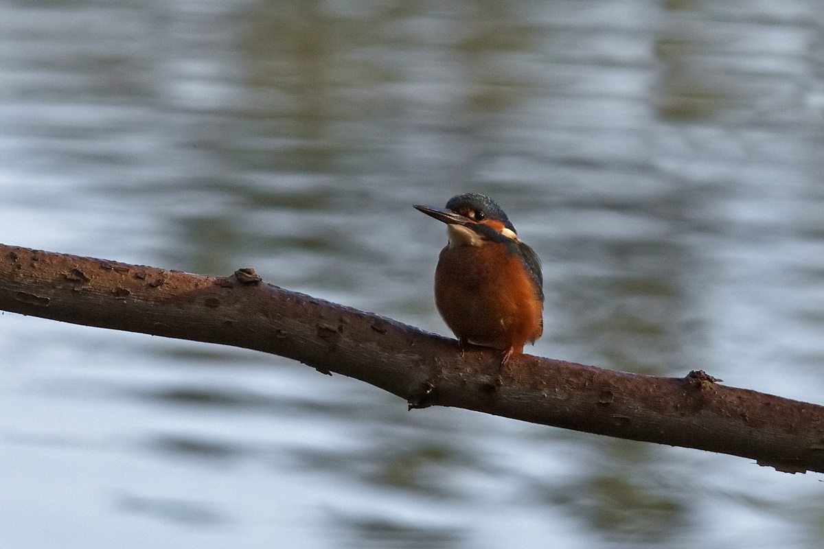 Kingfisher