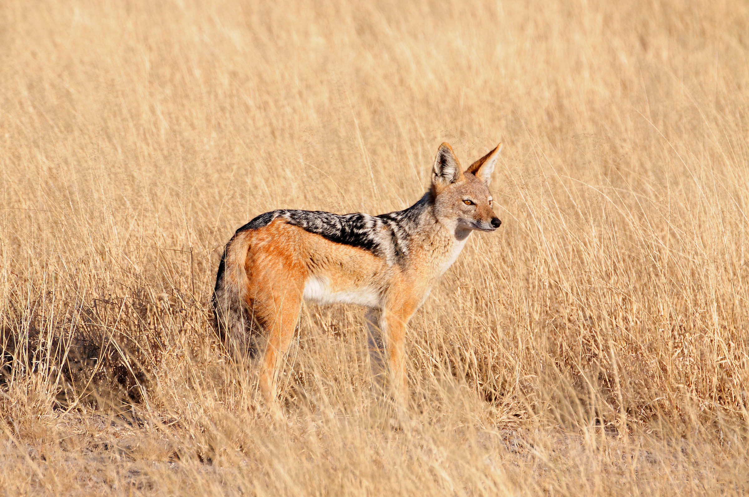 sciacallo dalla gualdrappa nel Kalahari