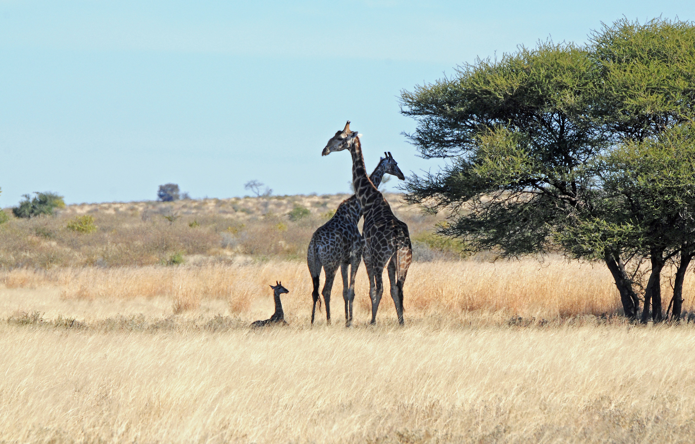 family picture in the Kalahari