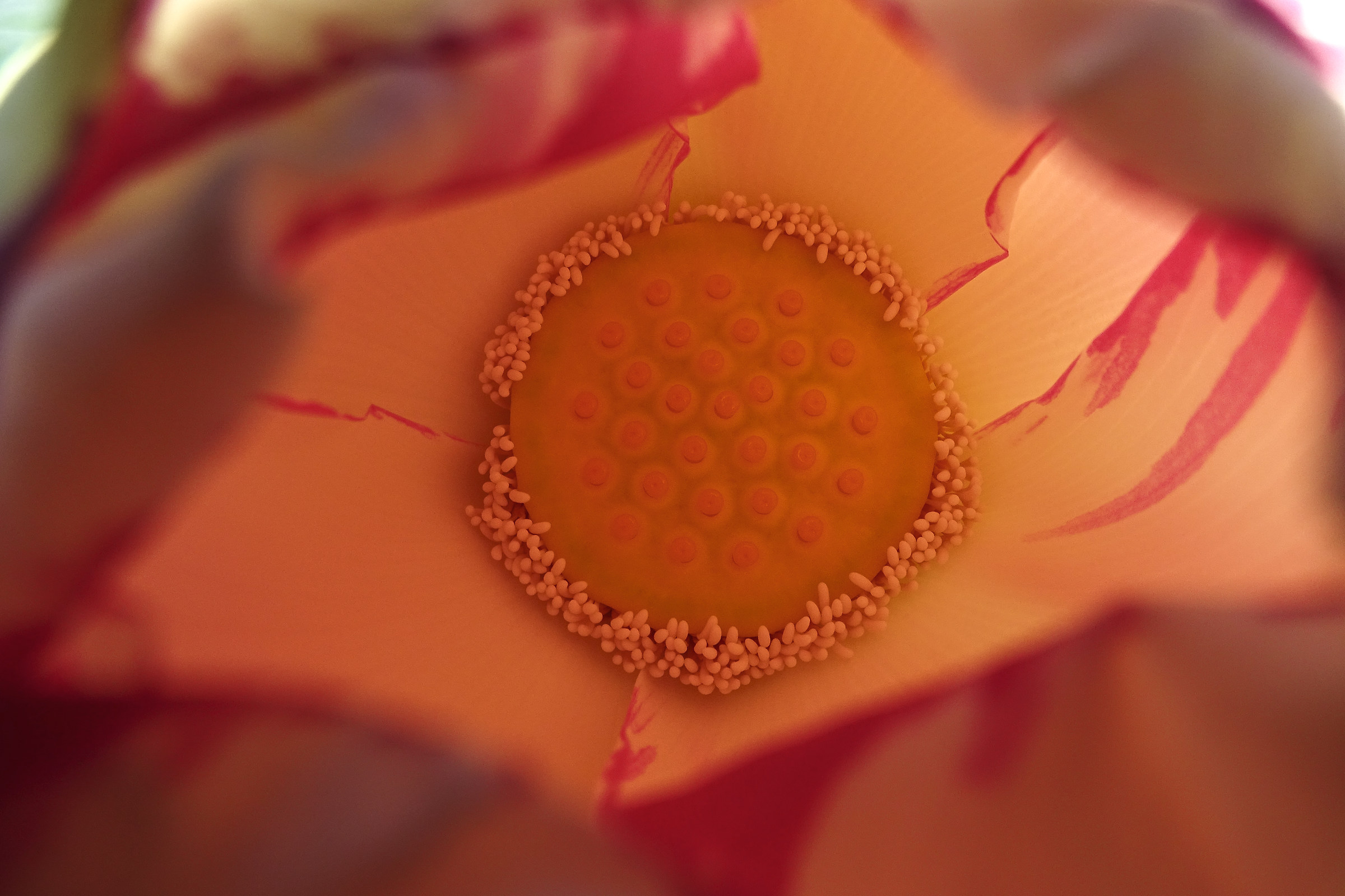 Fiore di Loto mentre sboccia