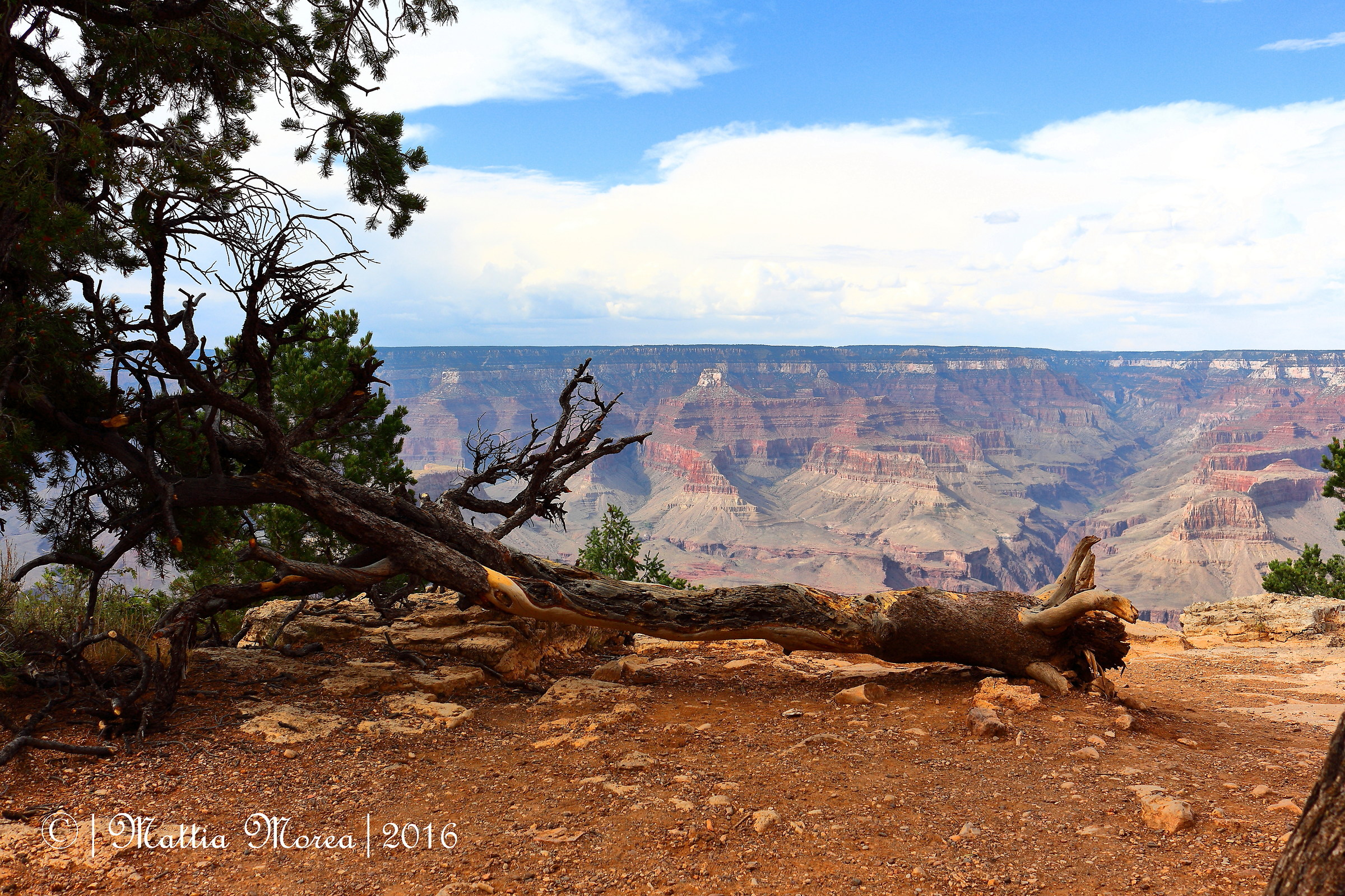 alive but dead nature