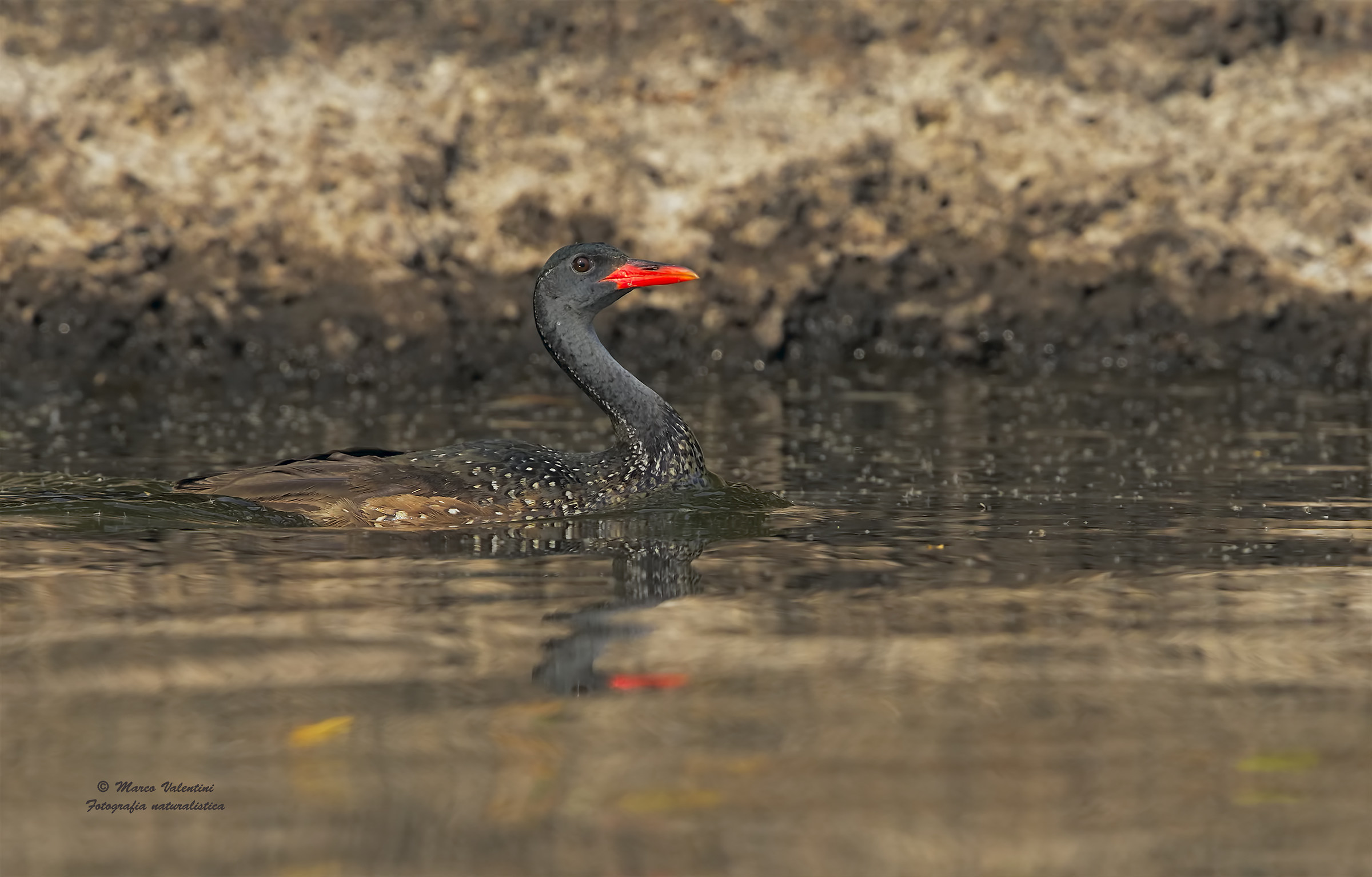 African finfoot - 3