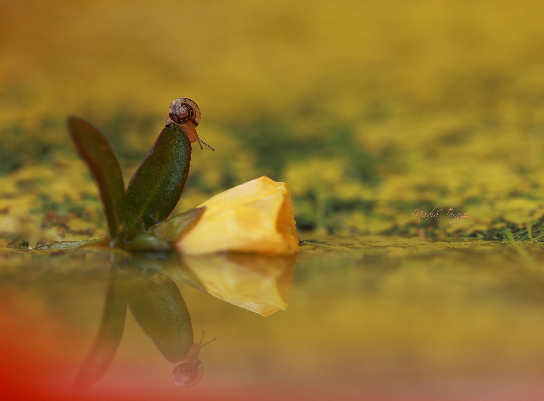 playing in the garden