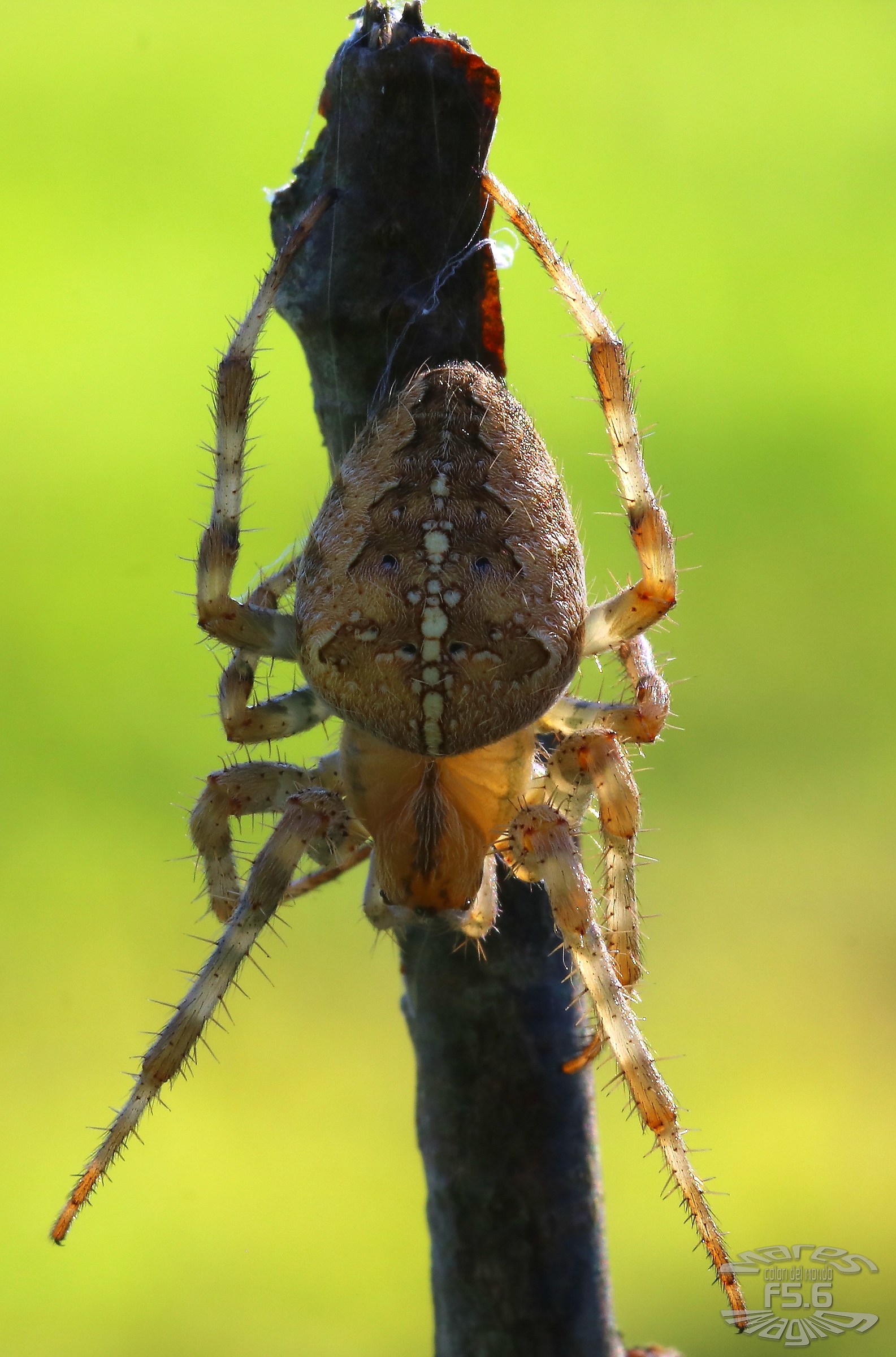 Araneus Diadematus