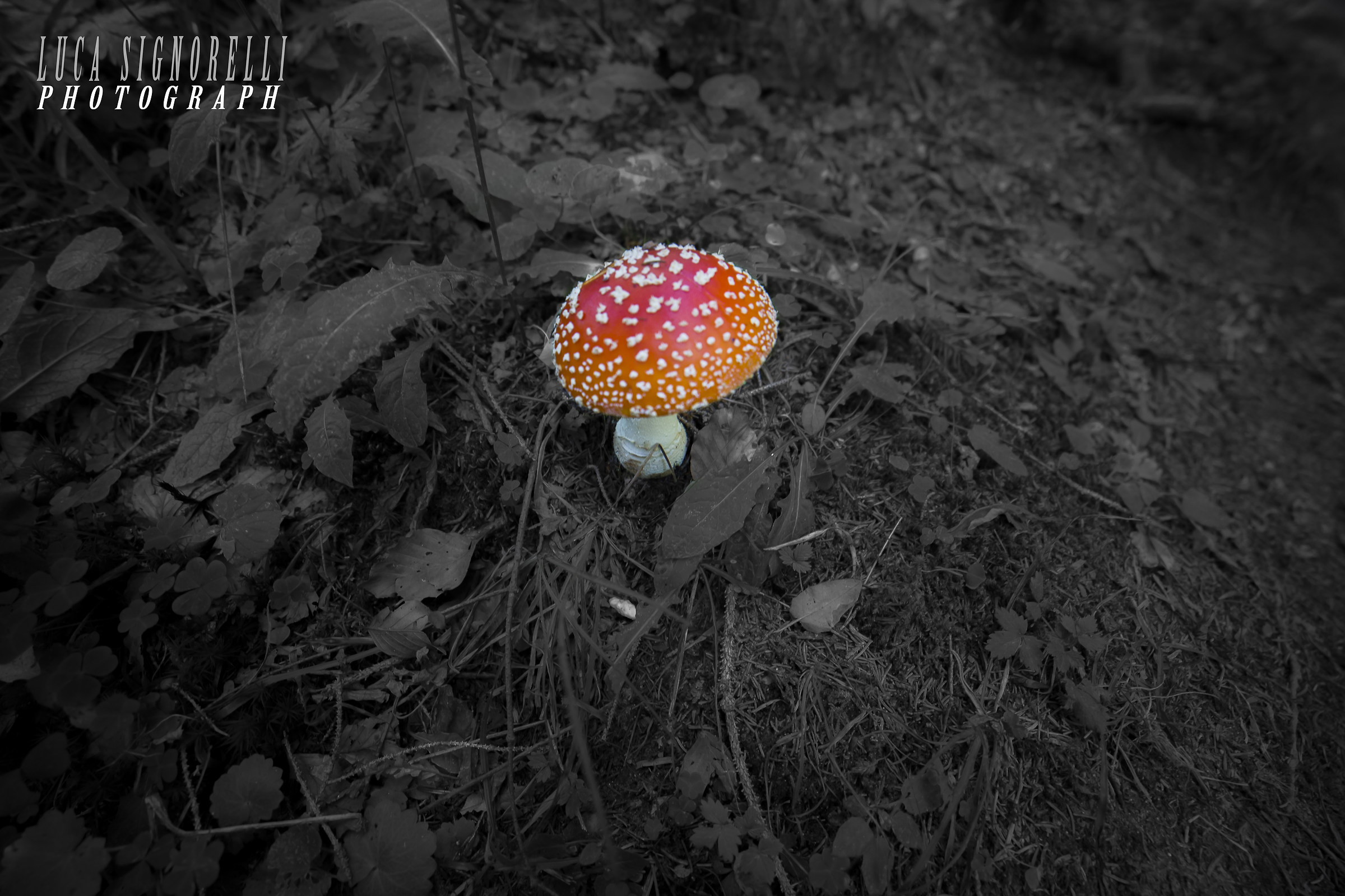 mushroom in the woods