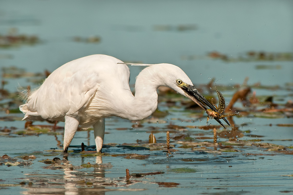 metamorphosis is not finished ...