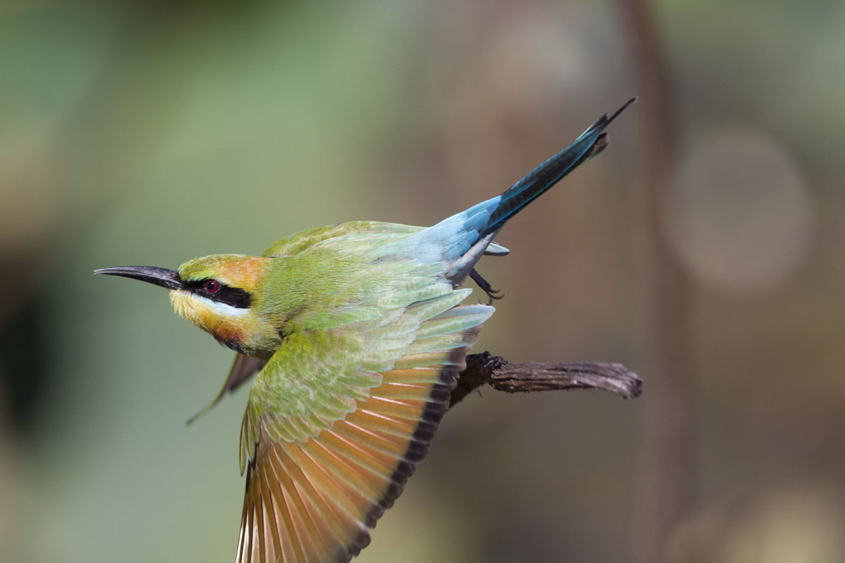 Gruccione2  Merops ornatus