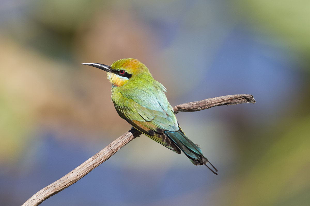 Gruccione4  Merops ornatus