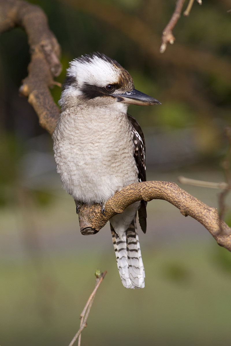 kookaburra 1