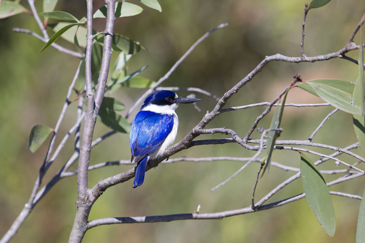 forest kingfisher 1