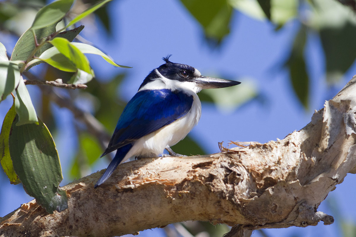forest kingfisher 3