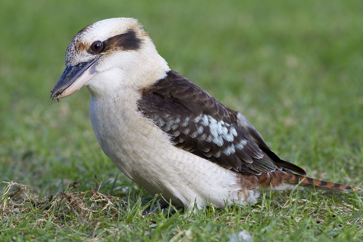 kookaburra 1