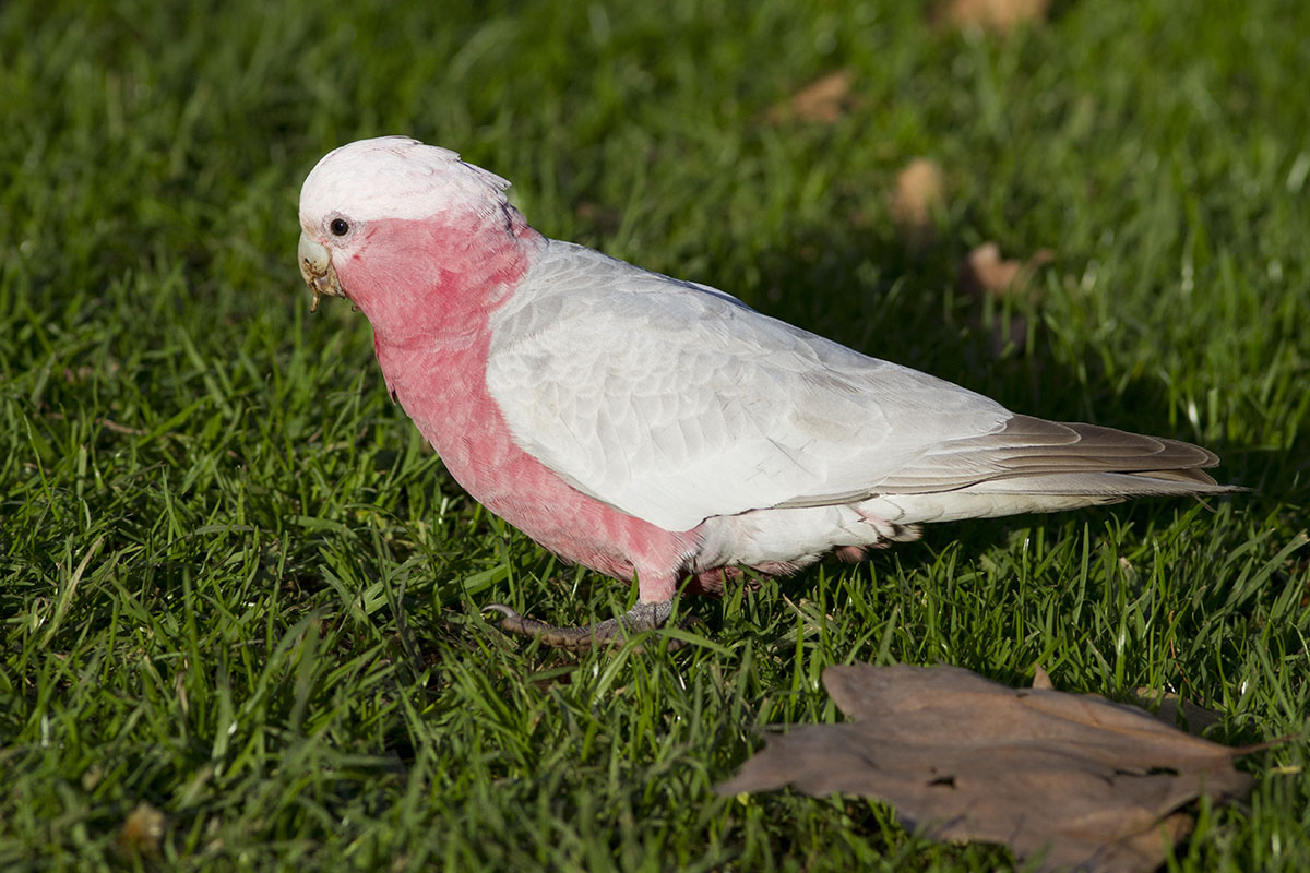 parrot Rosa