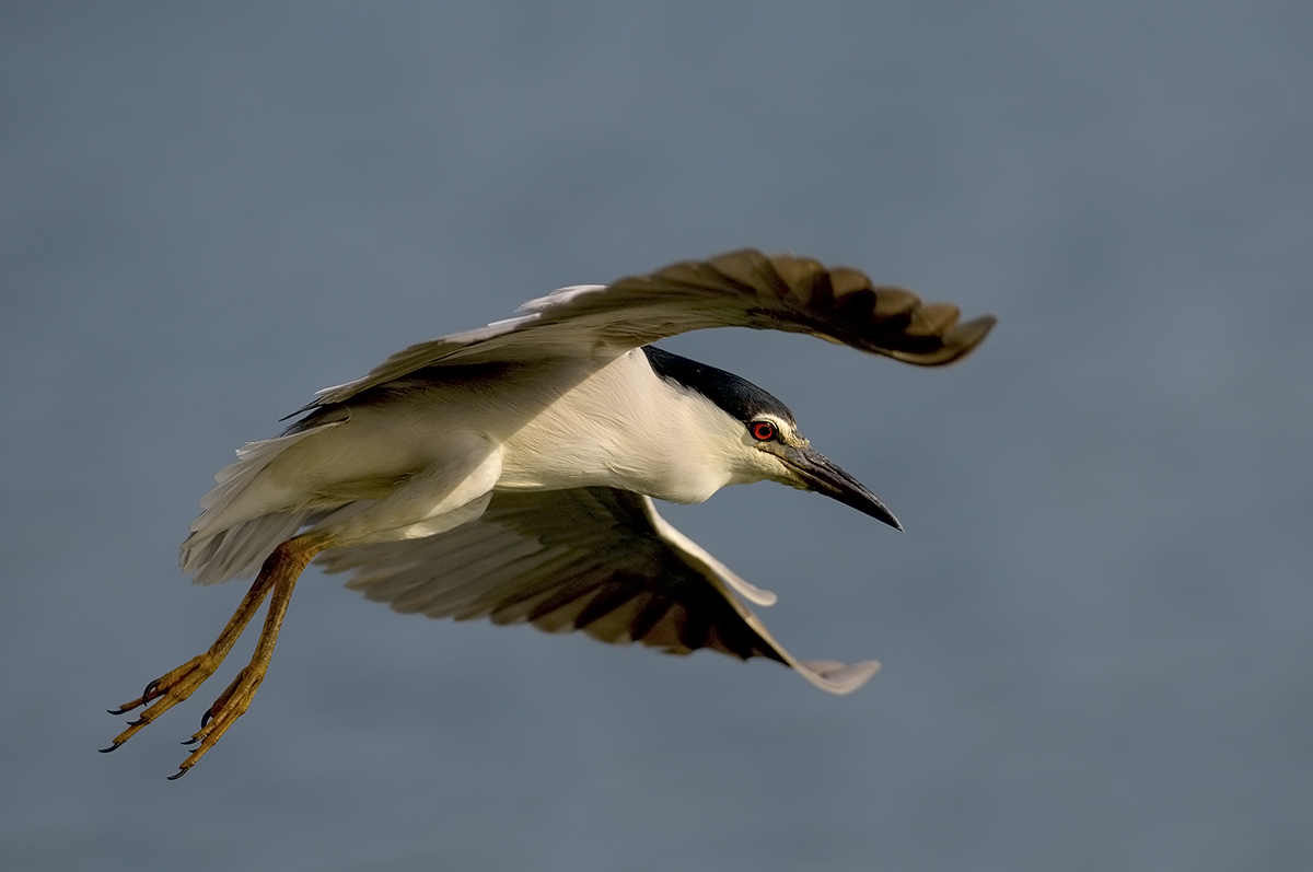 Night Heron