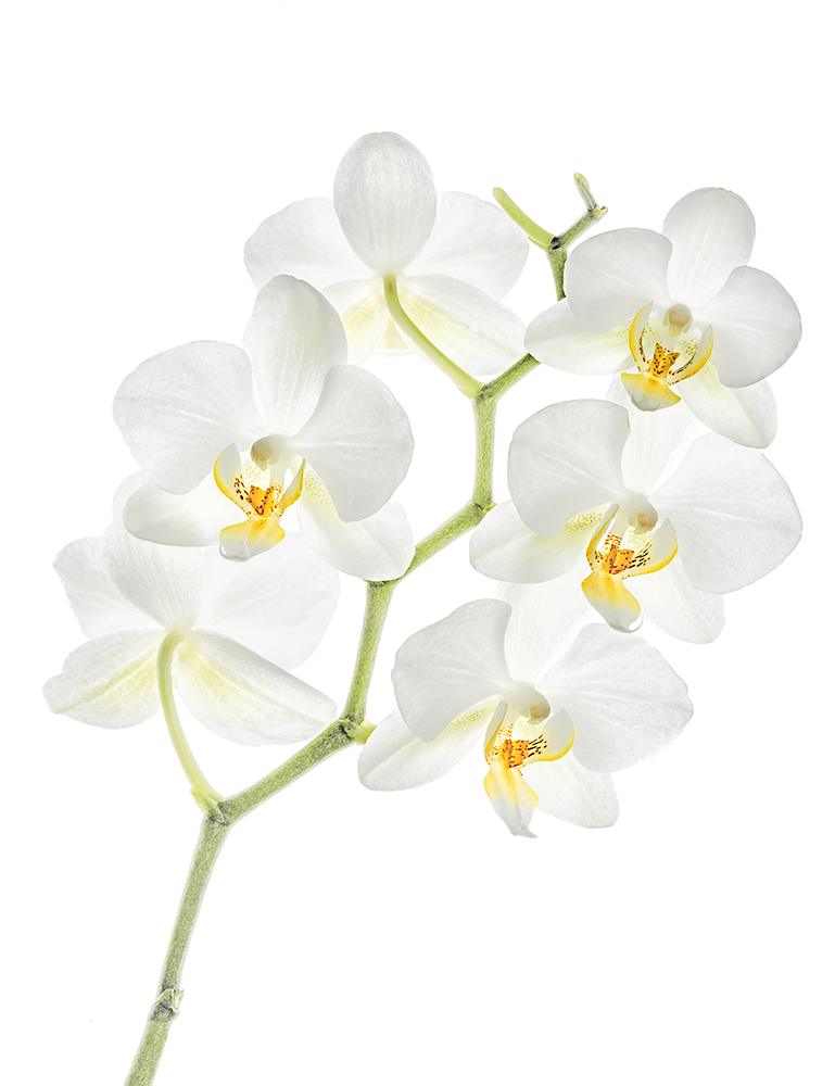 ordered orchids