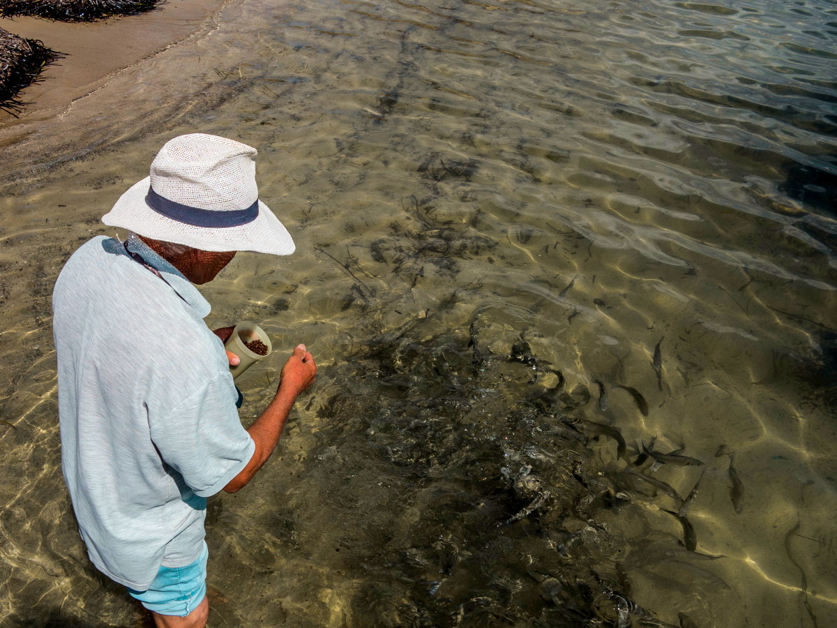 The friend of the bass