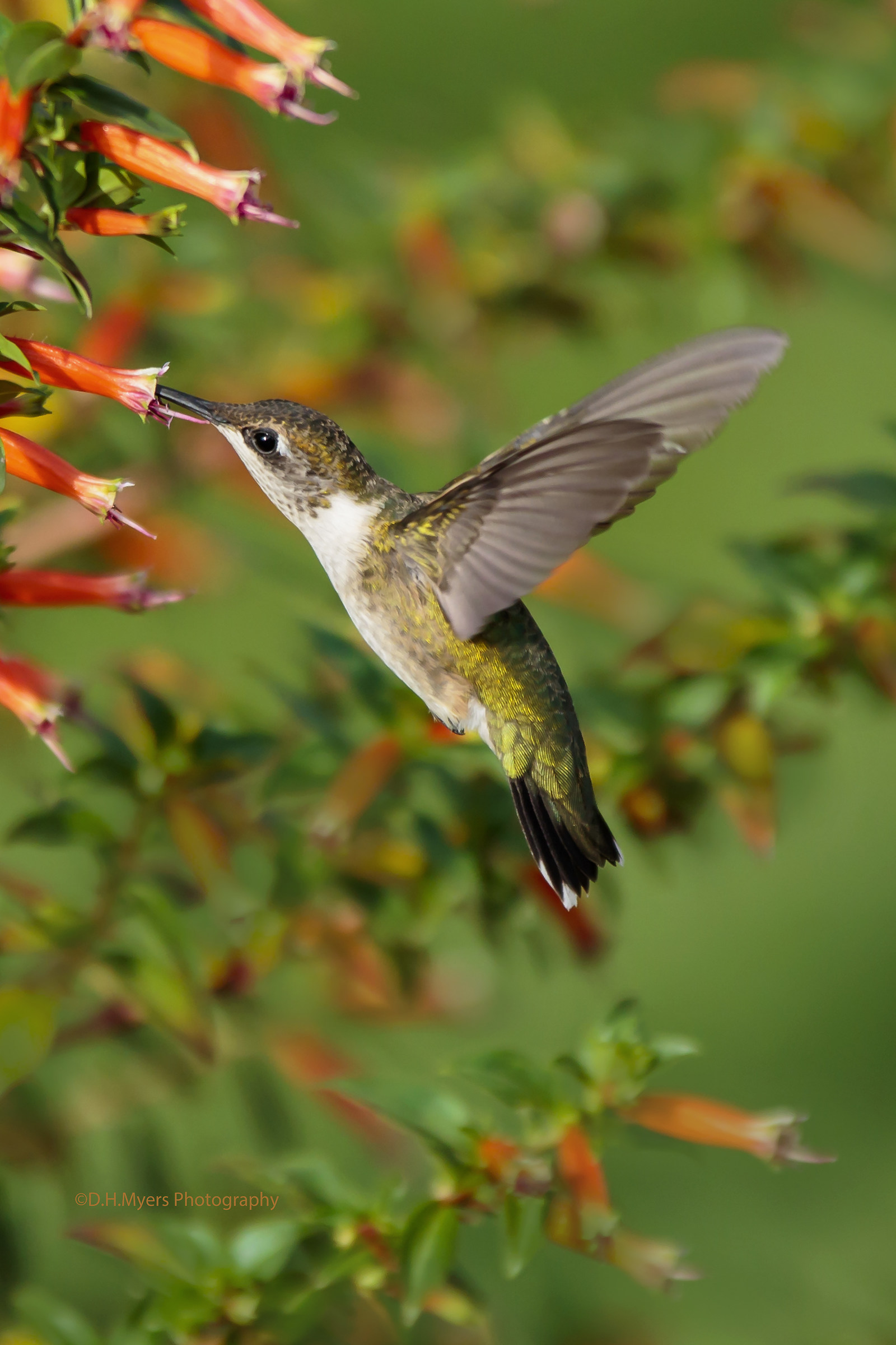 Hummingbird