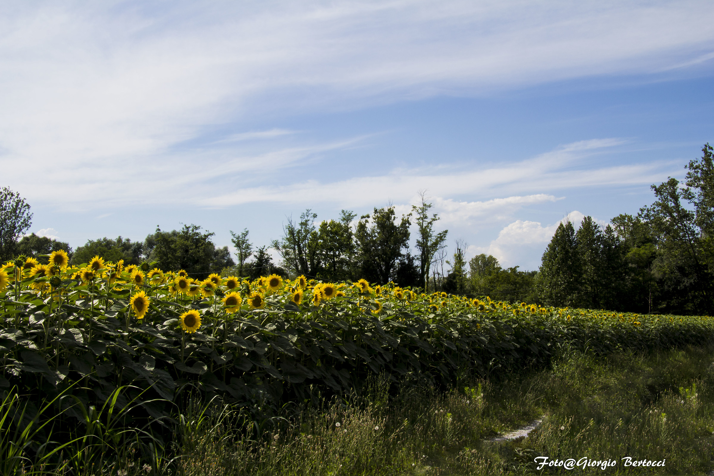 Girasoli