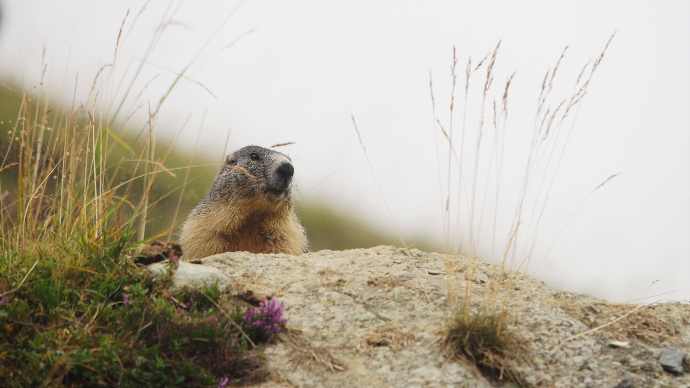 marmot Alpetto