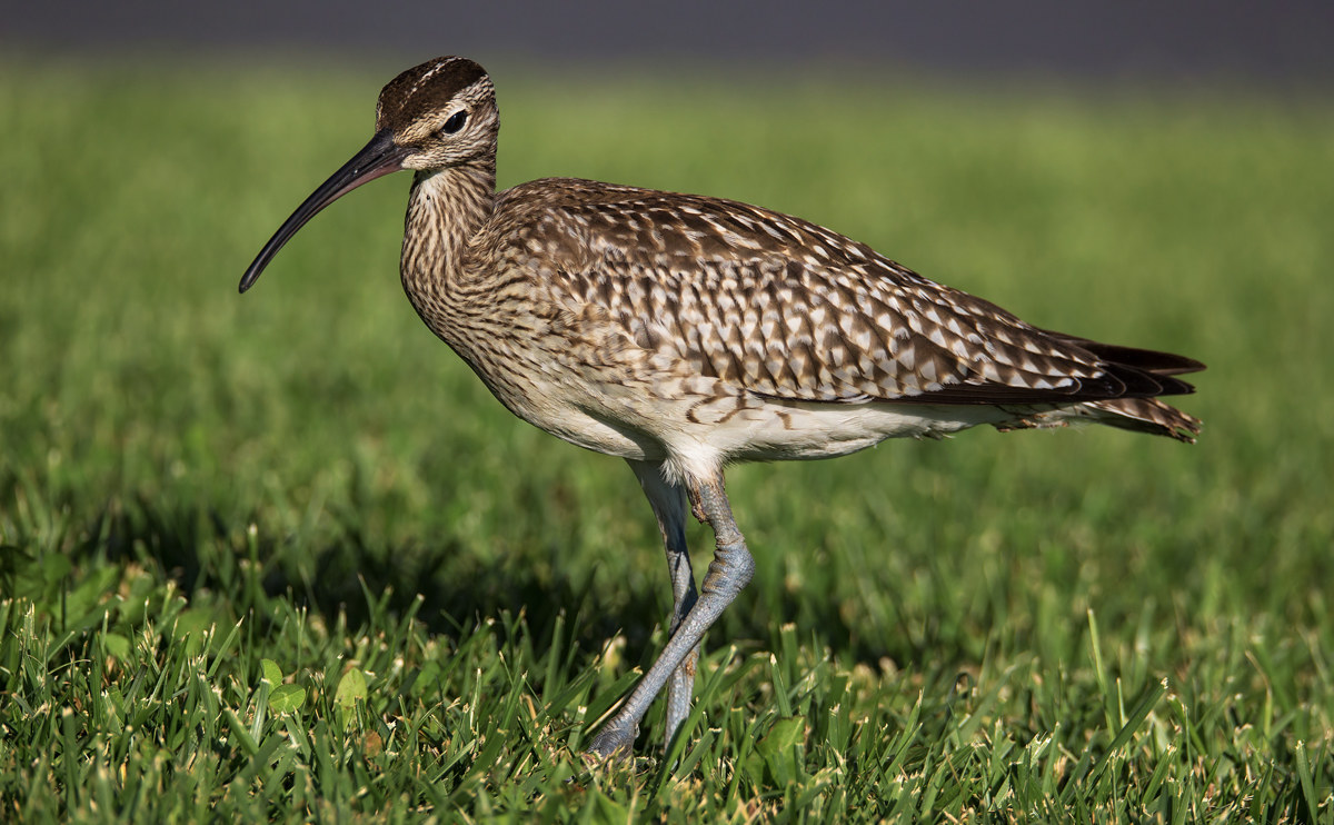 The portrait of the Curlew