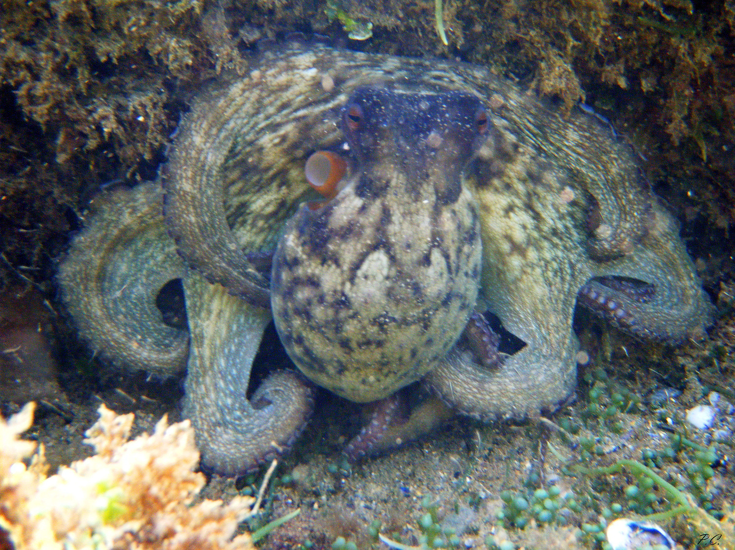 face to face with a big brain