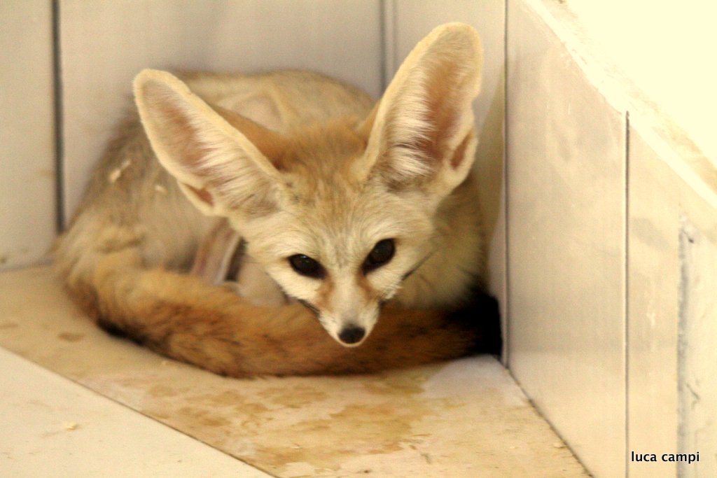 fennec