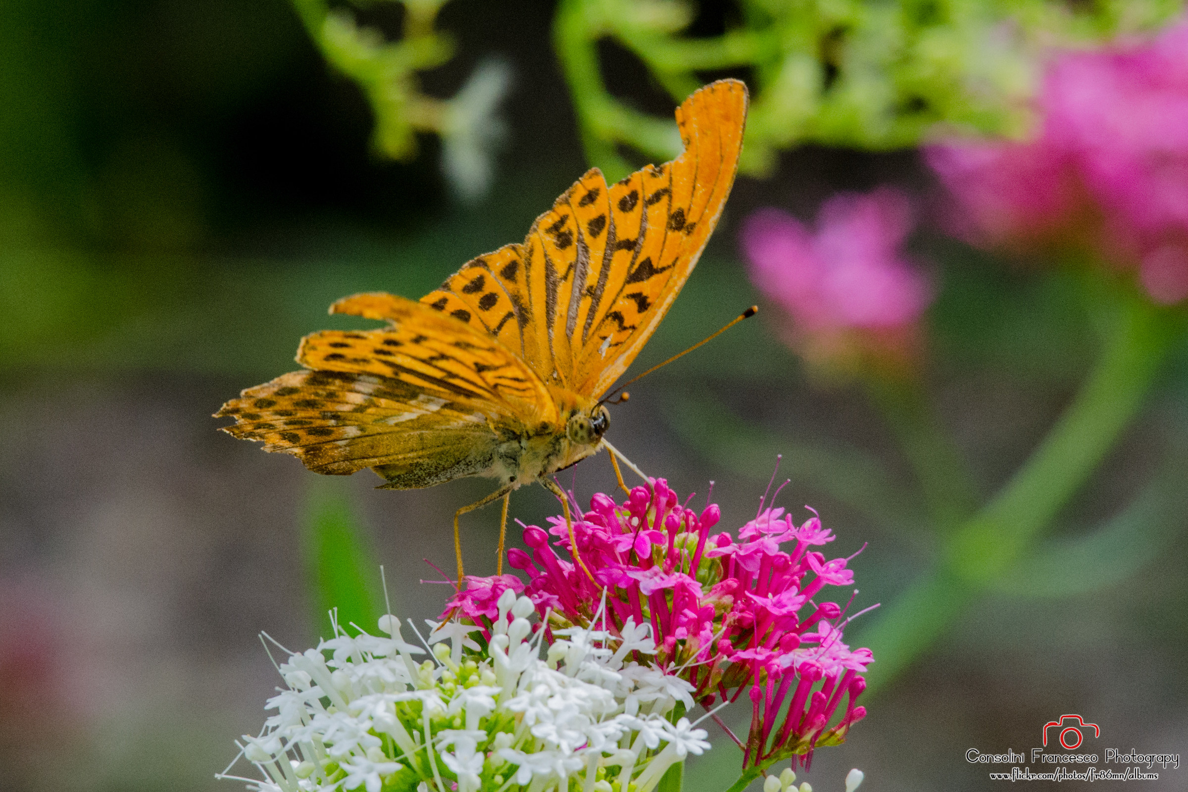 Botanical Gardens Trieste