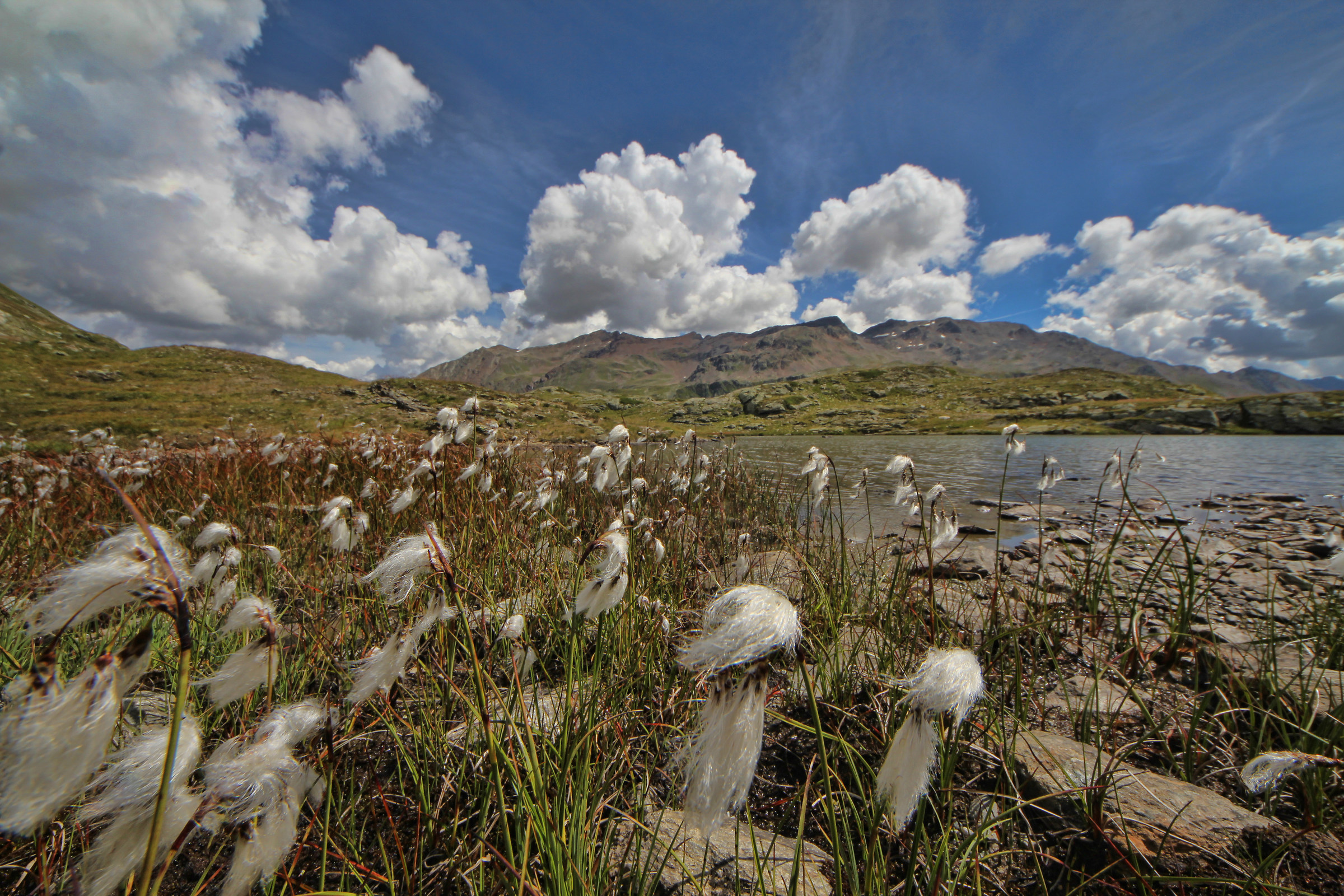 cotton grass