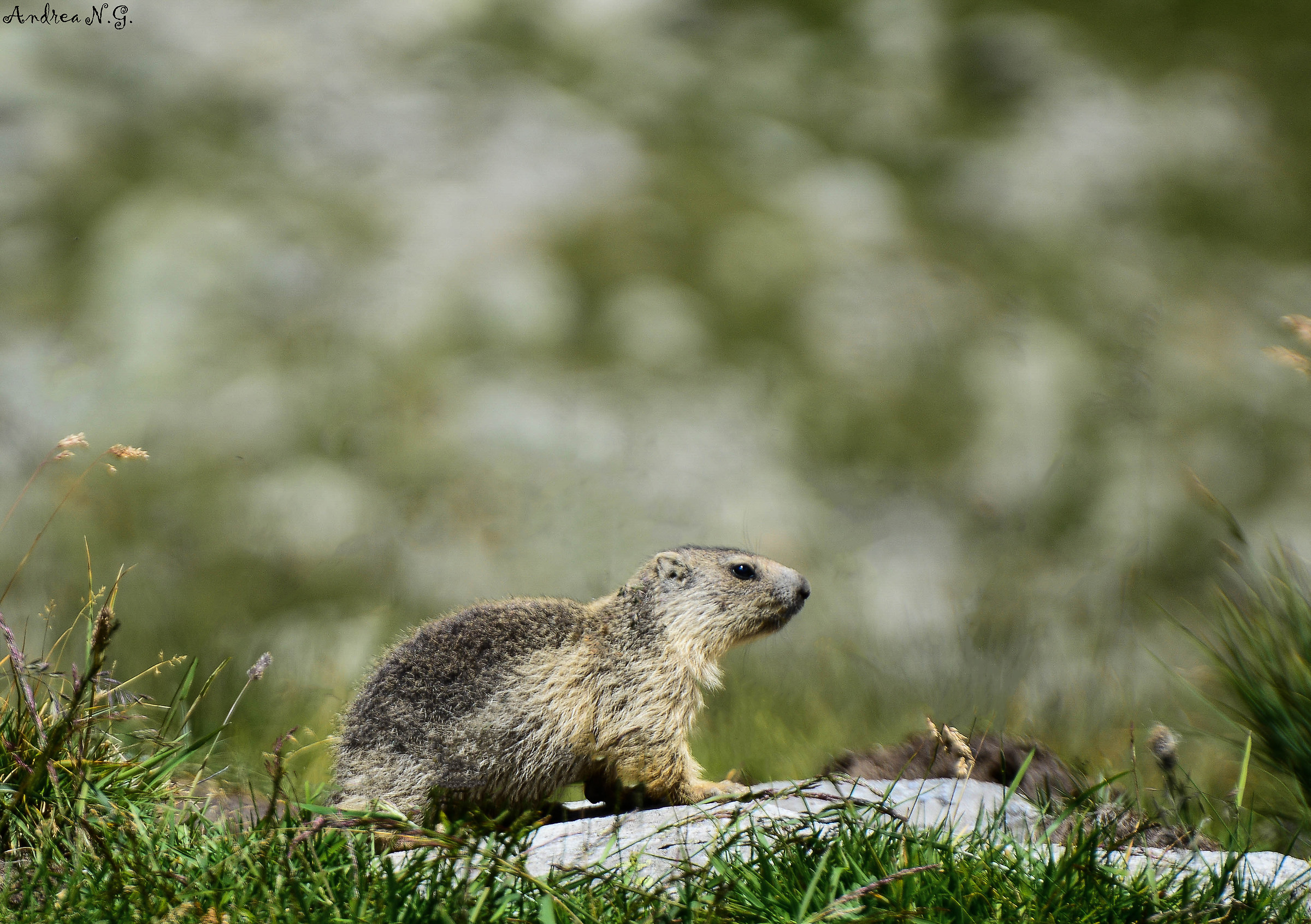 Marmot