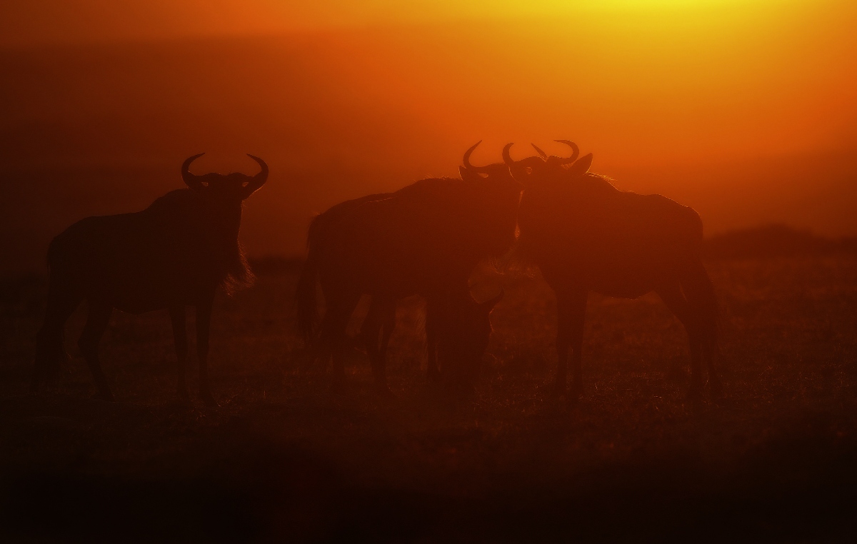 Masai Mara sunset