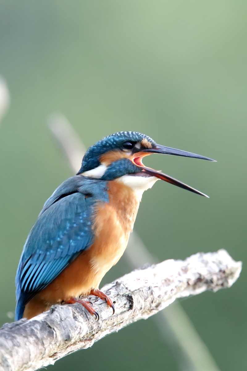 Kingfisher