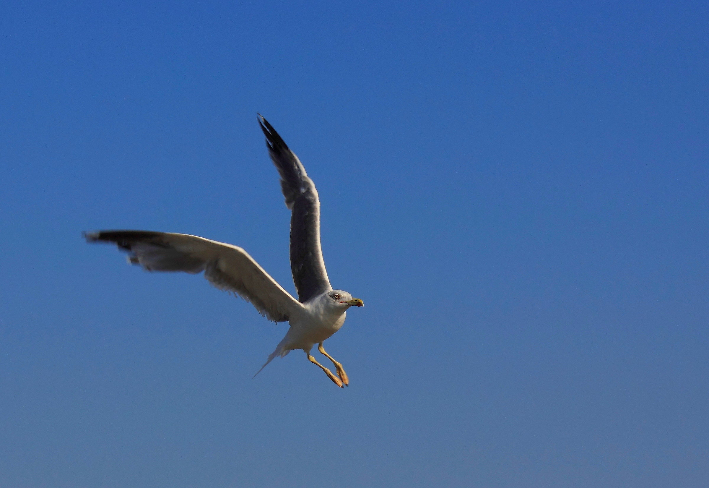 herring gull