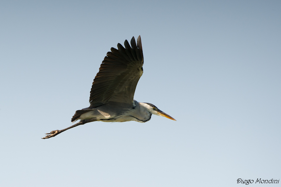 always elegant flight