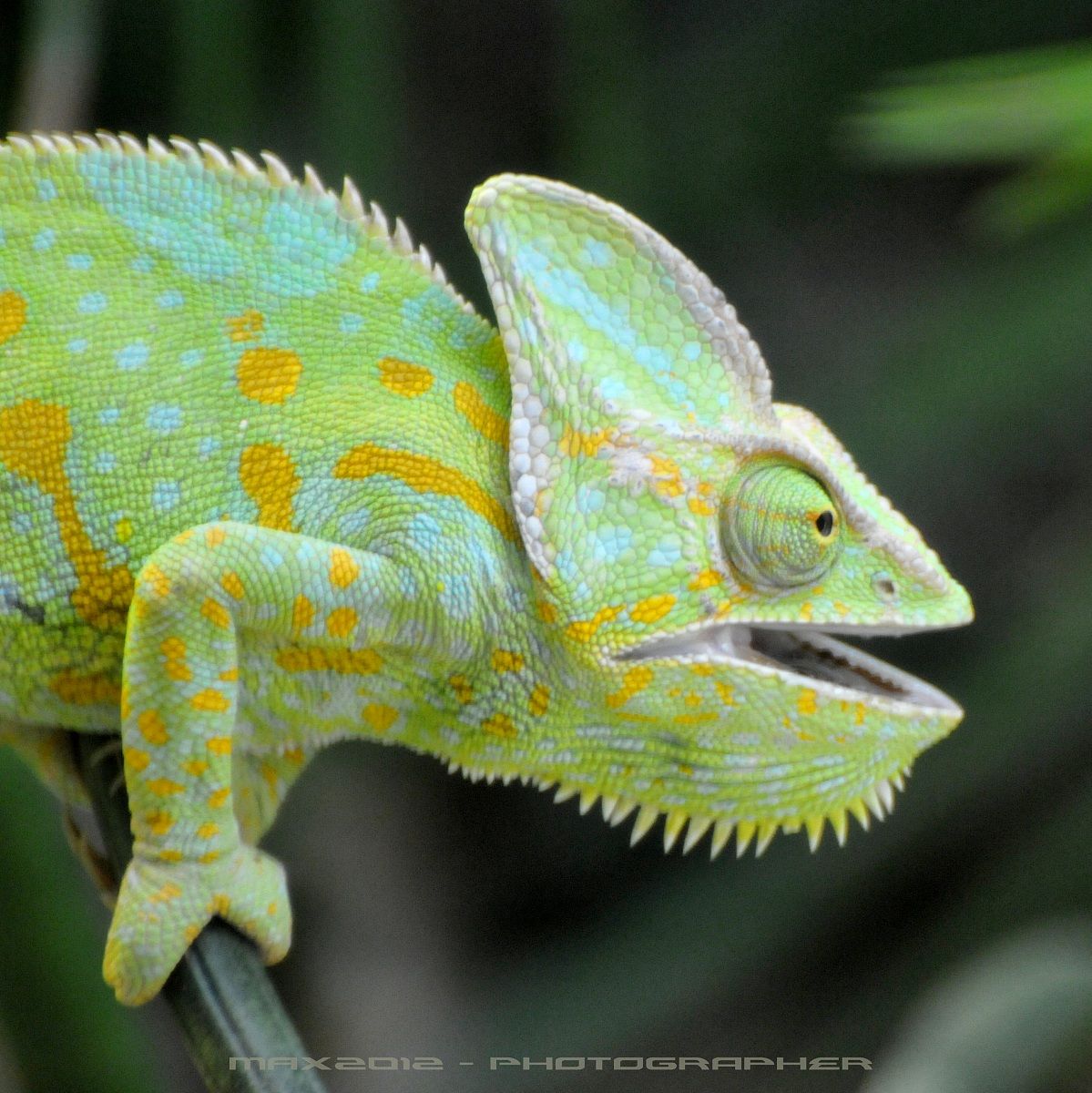 Mi mimetizzo quando voglio!