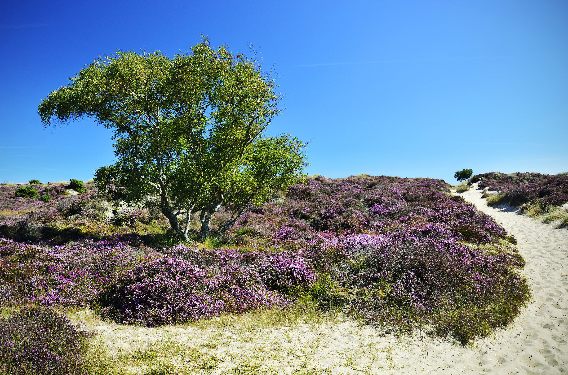 Heather On the Dunes