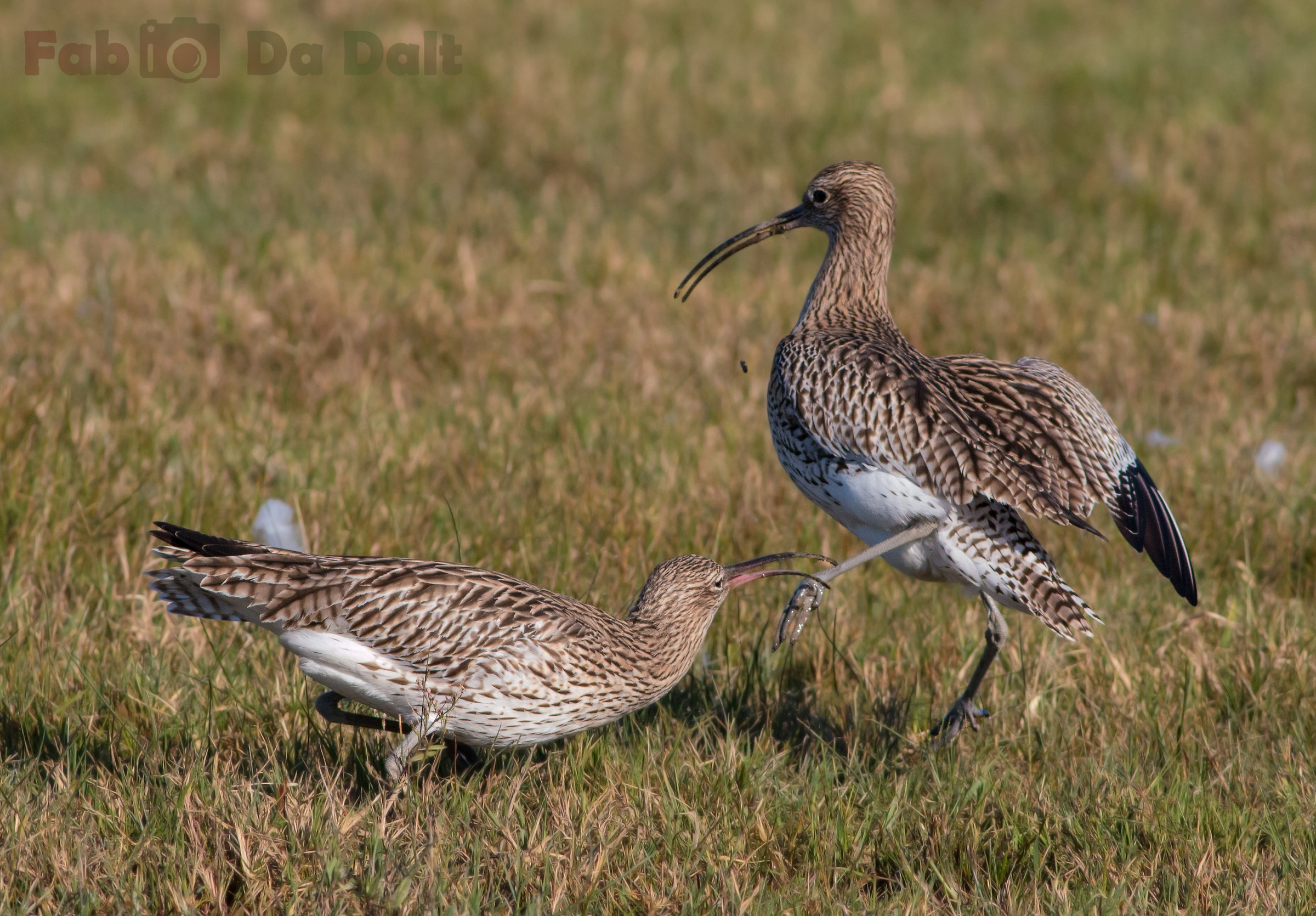 Curlew Maggiore
